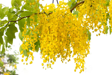 15 GOLDEN SHOWER TREE Gold Rush Yellow Cassia Fistula Flower Seeds